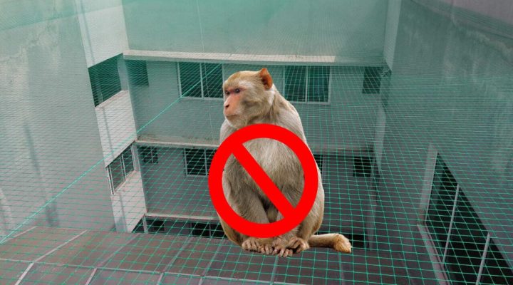 Monkey Safety Net