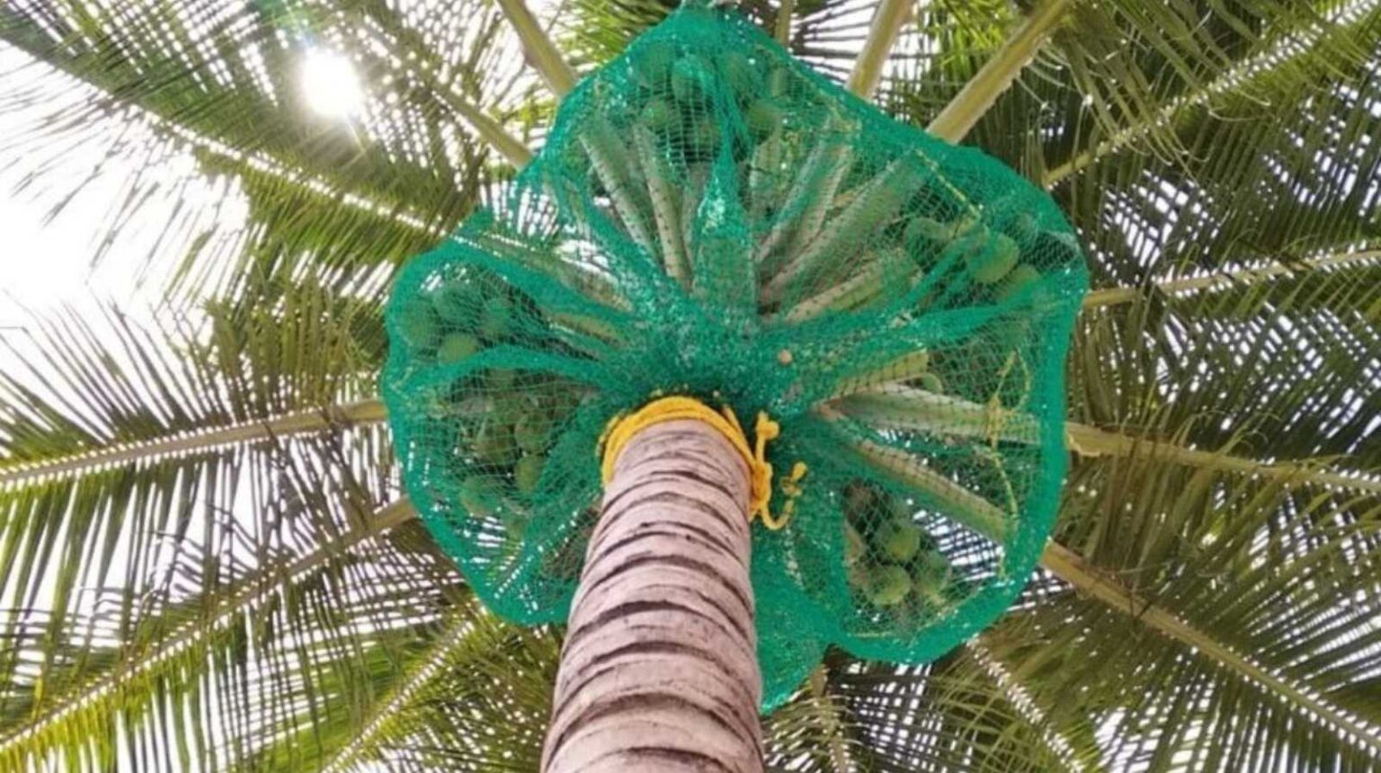 Coconut Tree Net
