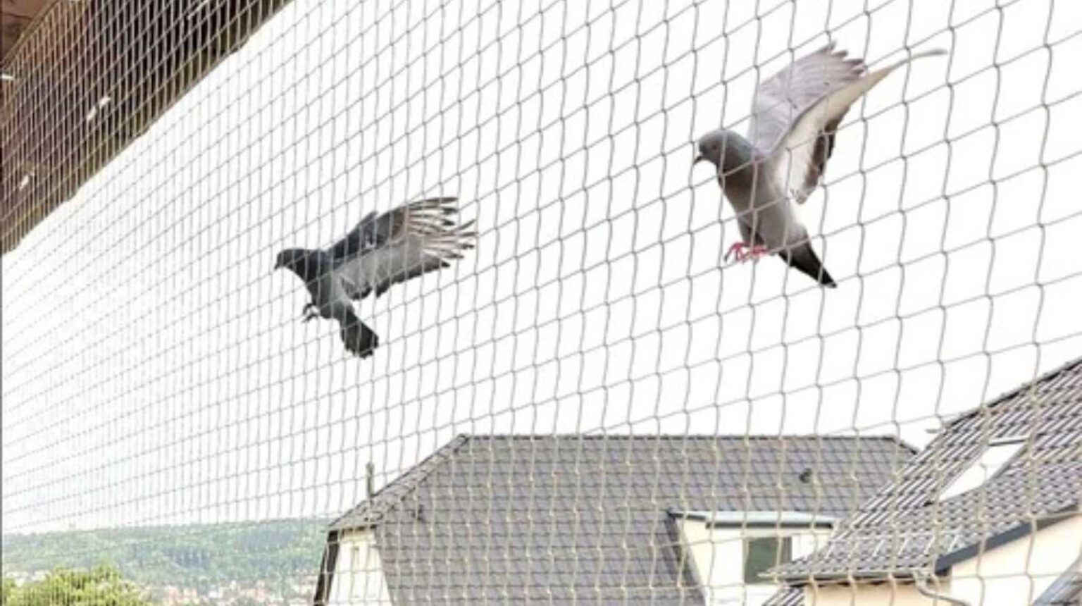 Pigeon Net